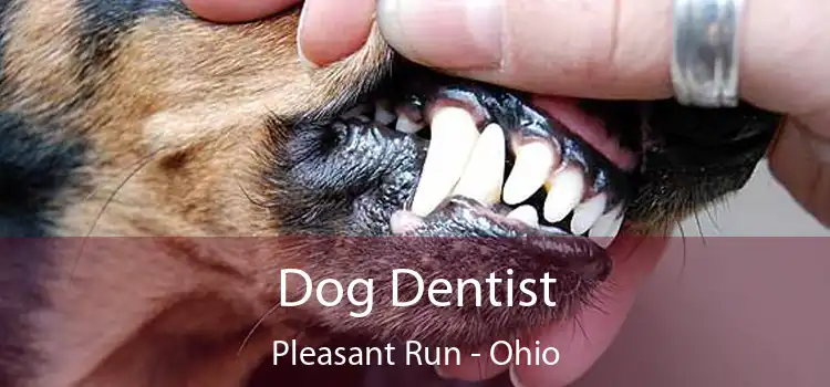 Dog Dentist Pleasant Run - Ohio