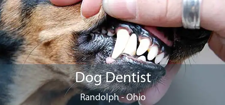 Dog Dentist Randolph - Ohio