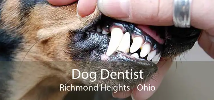 Dog Dentist Richmond Heights - Ohio