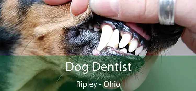 Dog Dentist Ripley - Ohio