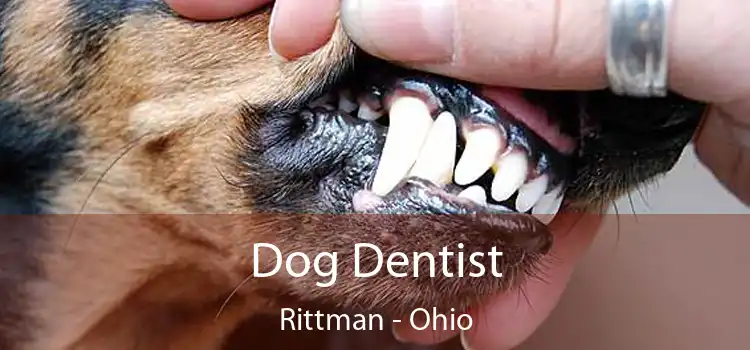 Dog Dentist Rittman - Ohio