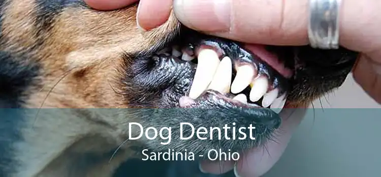 Dog Dentist Sardinia - Ohio