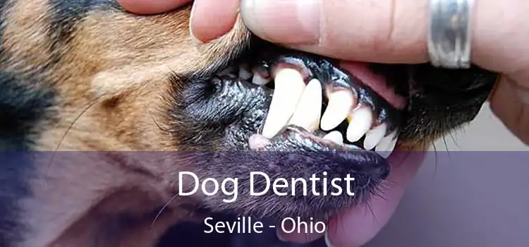 Dog Dentist Seville - Ohio