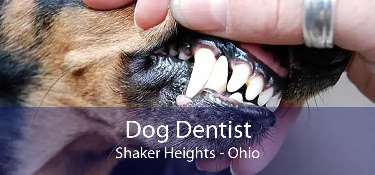Dog Dentist Shaker Heights - Ohio
