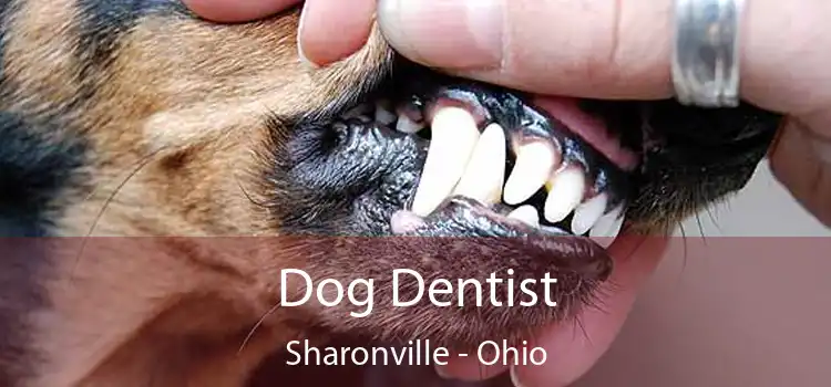 Dog Dentist Sharonville - Ohio