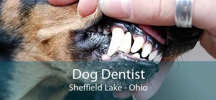 Dog Dentist Sheffield Lake - Ohio