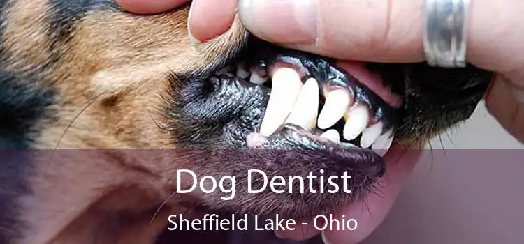 Dog Dentist Sheffield Lake - Ohio