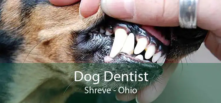 Dog Dentist Shreve - Ohio