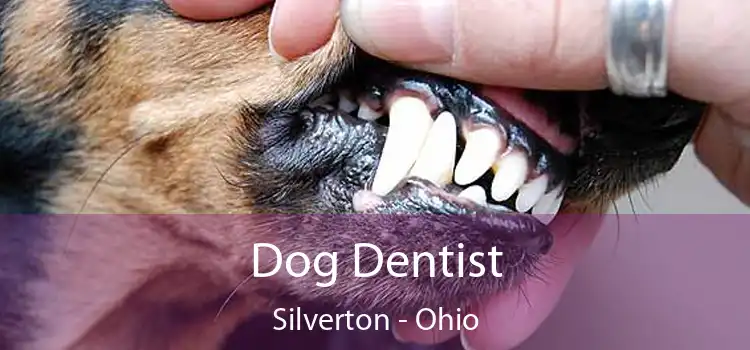 Dog Dentist Silverton - Ohio