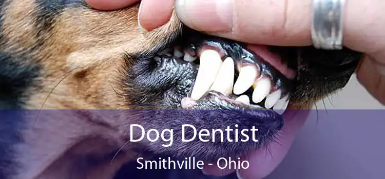 Dog Dentist Smithville - Ohio