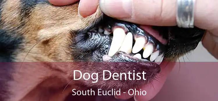 Dog Dentist South Euclid - Ohio