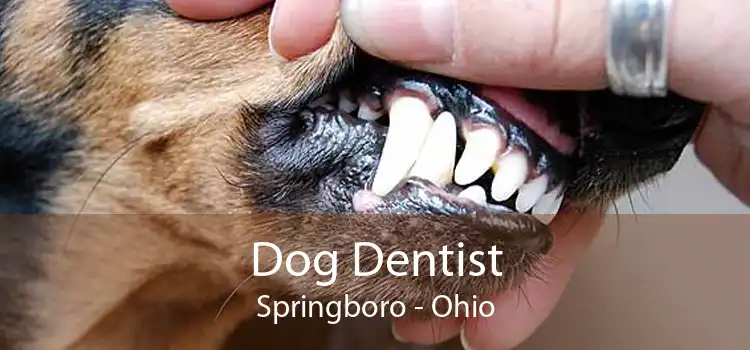 Dog Dentist Springboro - Ohio