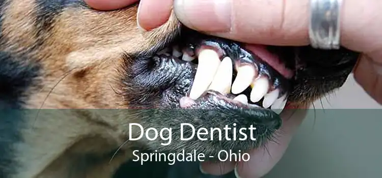 Dog Dentist Springdale - Ohio