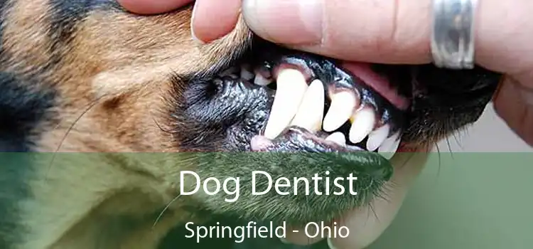 Dog Dentist Springfield - Ohio