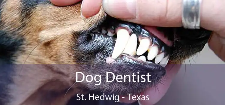 Dog Dentist St. Hedwig - Texas