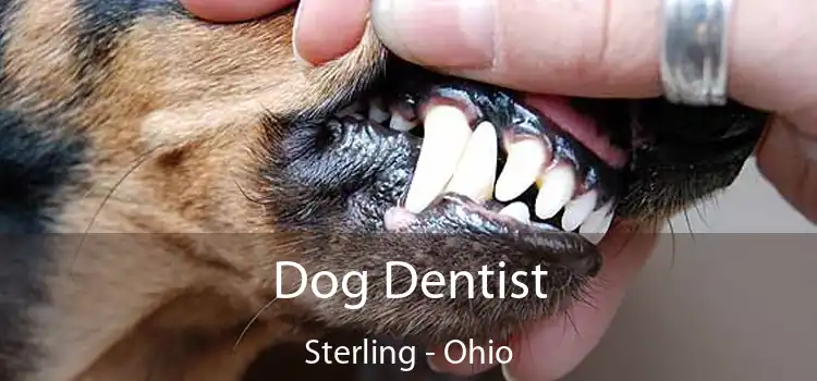 Dog Dentist Sterling - Ohio