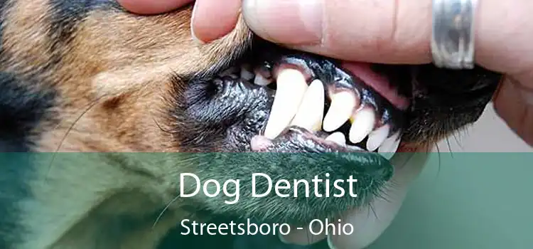 Dog Dentist Streetsboro - Ohio