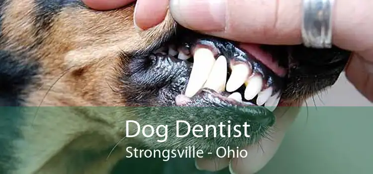 Dog Dentist Strongsville - Ohio