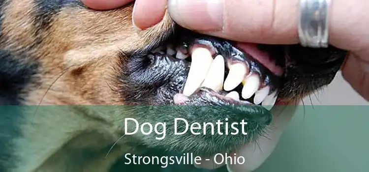 Dog Dentist Strongsville - Ohio