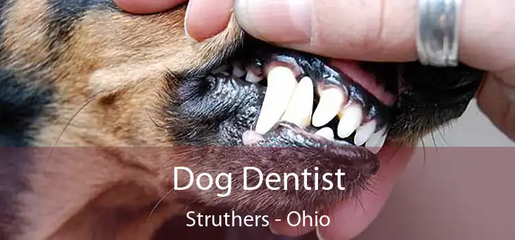 Dog Dentist Struthers - Ohio