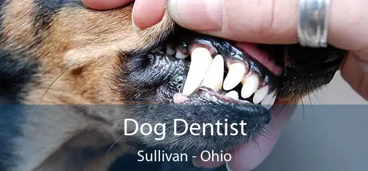 Dog Dentist Sullivan - Ohio