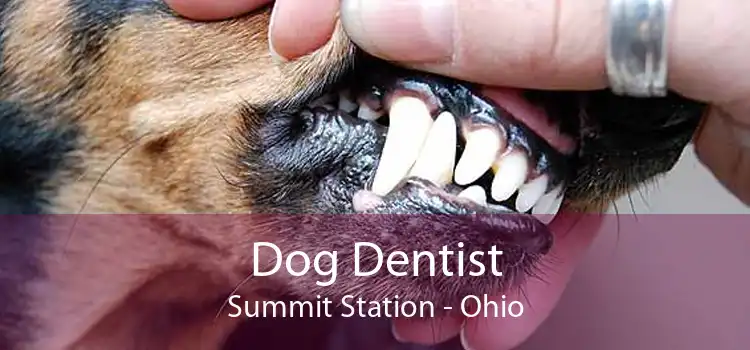 Dog Dentist Summit Station - Ohio