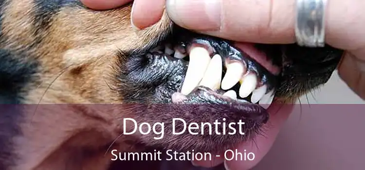 Dog Dentist Summit Station - Ohio