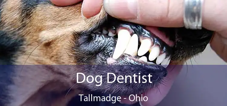 Dog Dentist Tallmadge - Ohio