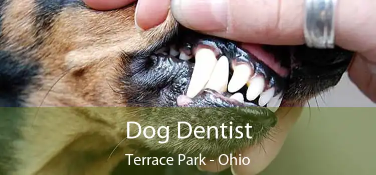 Dog Dentist Terrace Park - Ohio