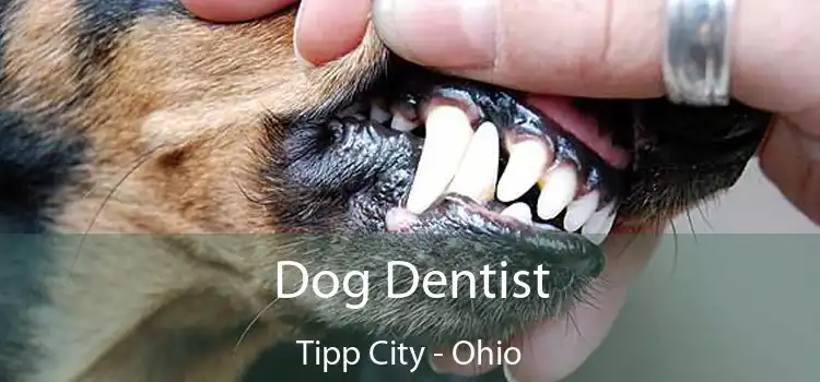 Dog Dentist Tipp City - Ohio