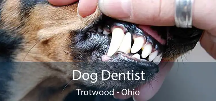 Dog Dentist Trotwood - Ohio