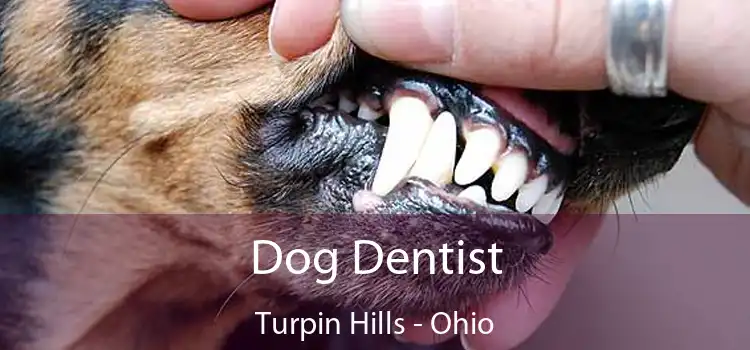 Dog Dentist Turpin Hills - Ohio