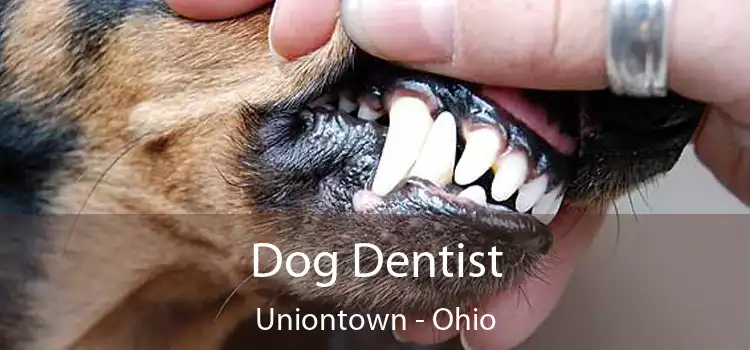 Dog Dentist Uniontown - Ohio