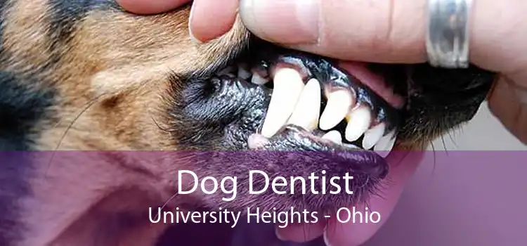 Dog Dentist University Heights - Ohio
