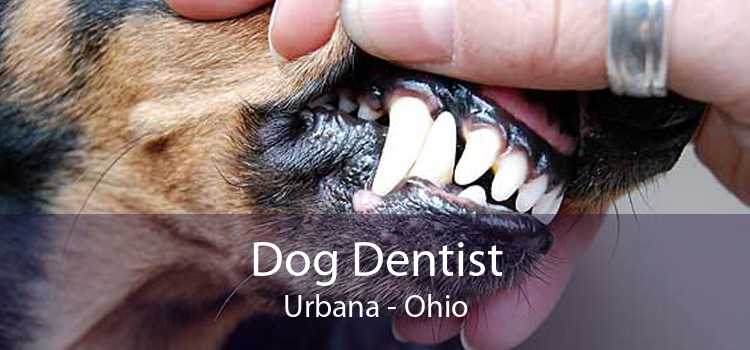 Dog Dentist Urbana - Ohio