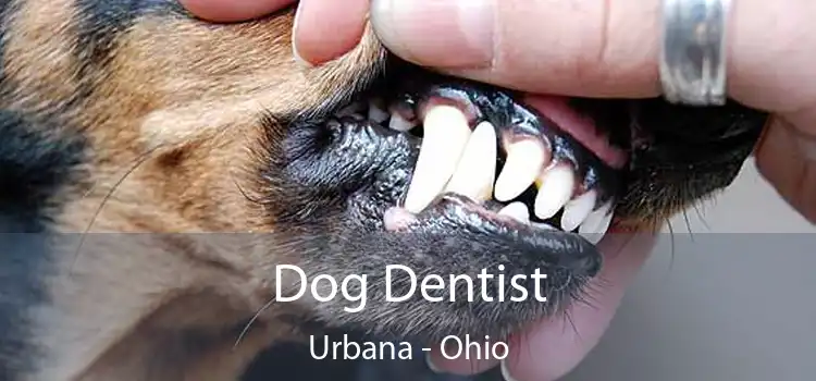 Dog Dentist Urbana - Ohio