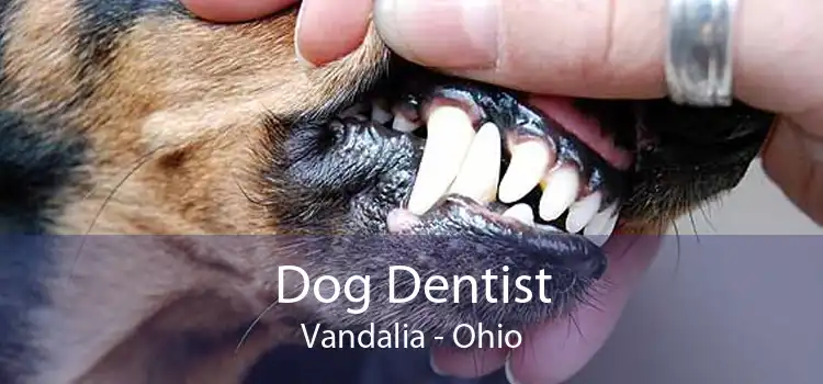 Dog Dentist Vandalia - Ohio