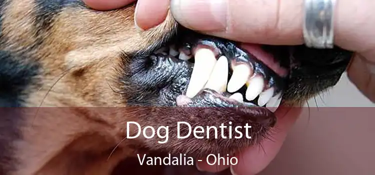 Dog Dentist Vandalia - Ohio