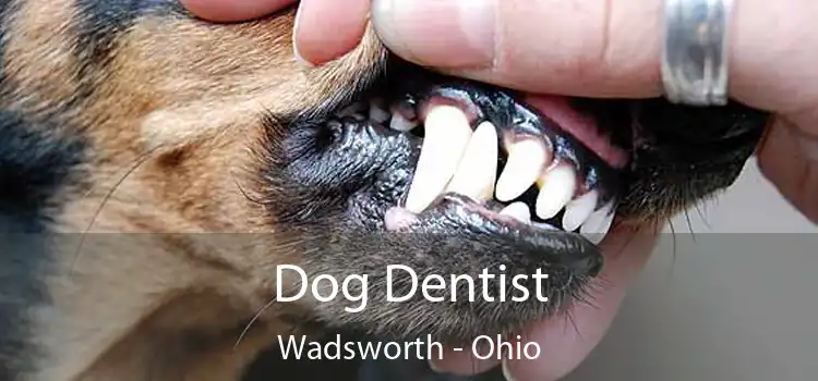 Dog Dentist Wadsworth - Ohio