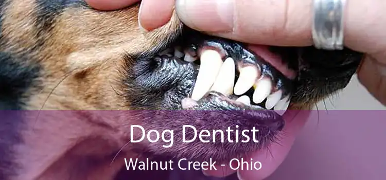 Dog Dentist Walnut Creek - Ohio