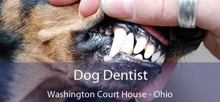 Dog Dentist Washington Court House - Ohio