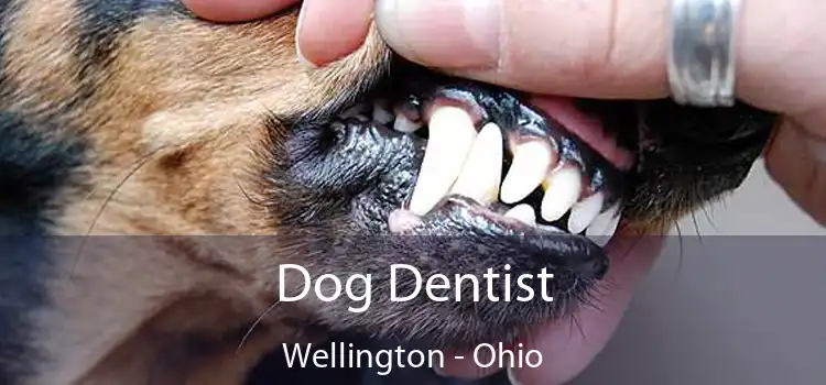 Dog Dentist Wellington - Ohio