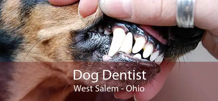 Dog Dentist West Salem - Ohio