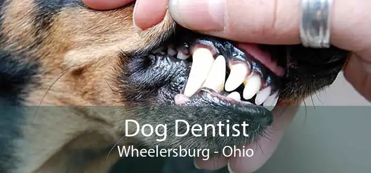 Dog Dentist Wheelersburg - Ohio