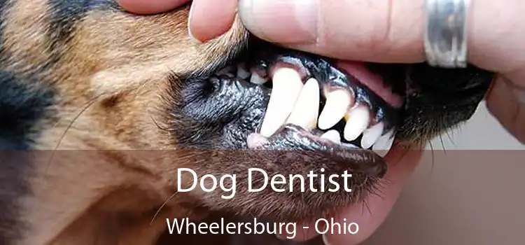 Dog Dentist Wheelersburg - Ohio