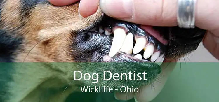 Dog Dentist Wickliffe - Ohio
