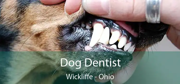 Dog Dentist Wickliffe - Ohio