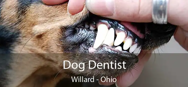 Dog Dentist Willard - Ohio