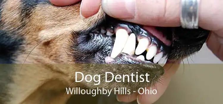 Dog Dentist Willoughby Hills - Ohio