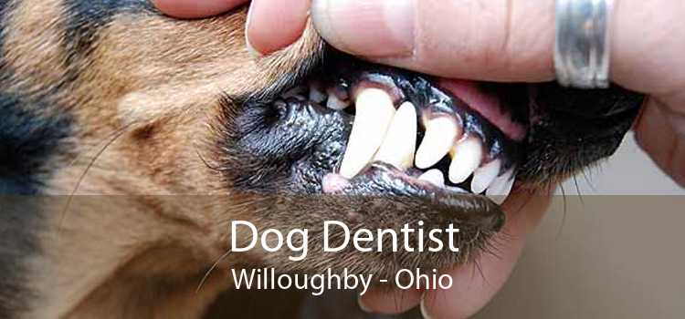 Dog Dentist Willoughby - Ohio